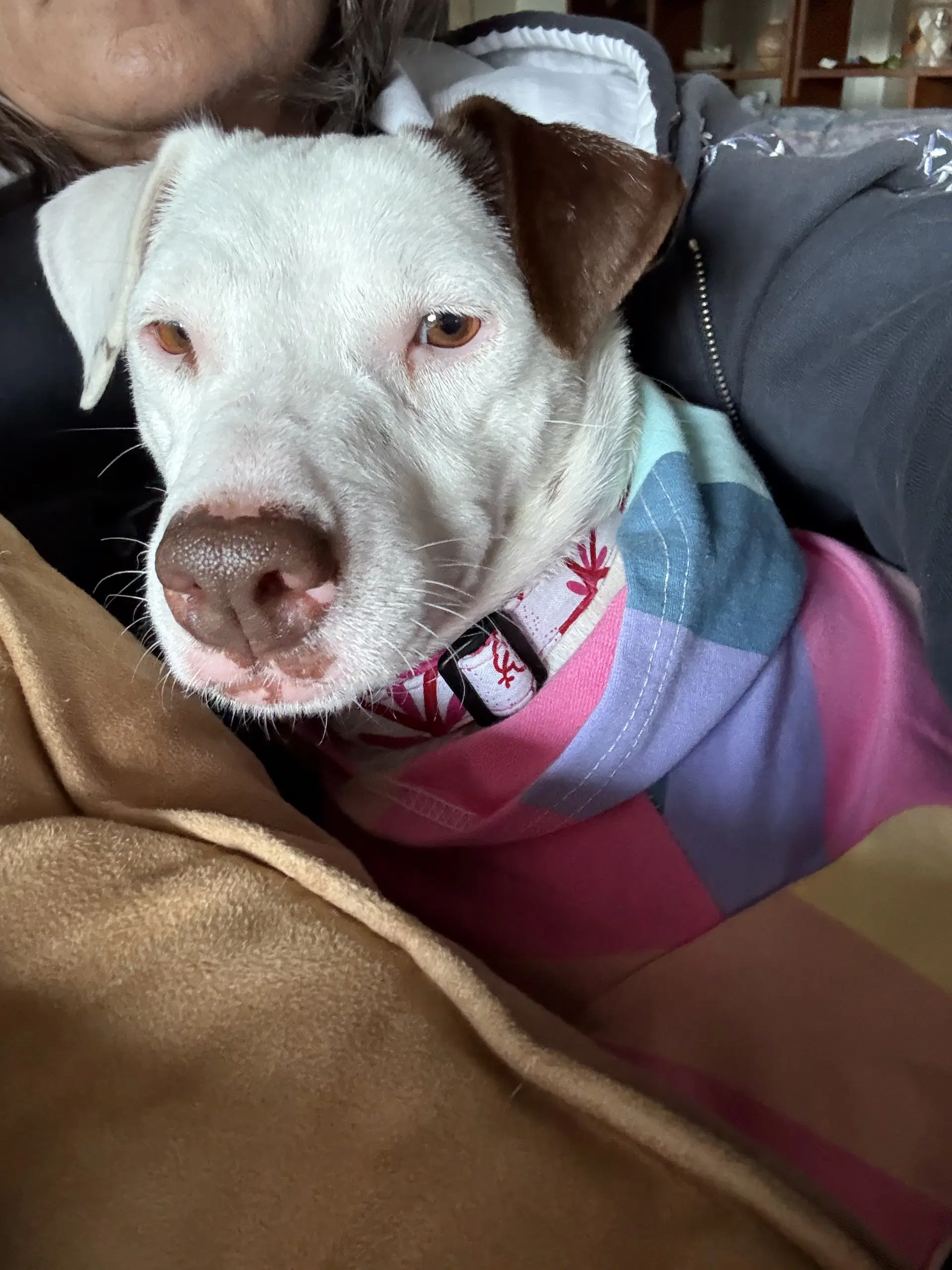 Squeaky - Terrier