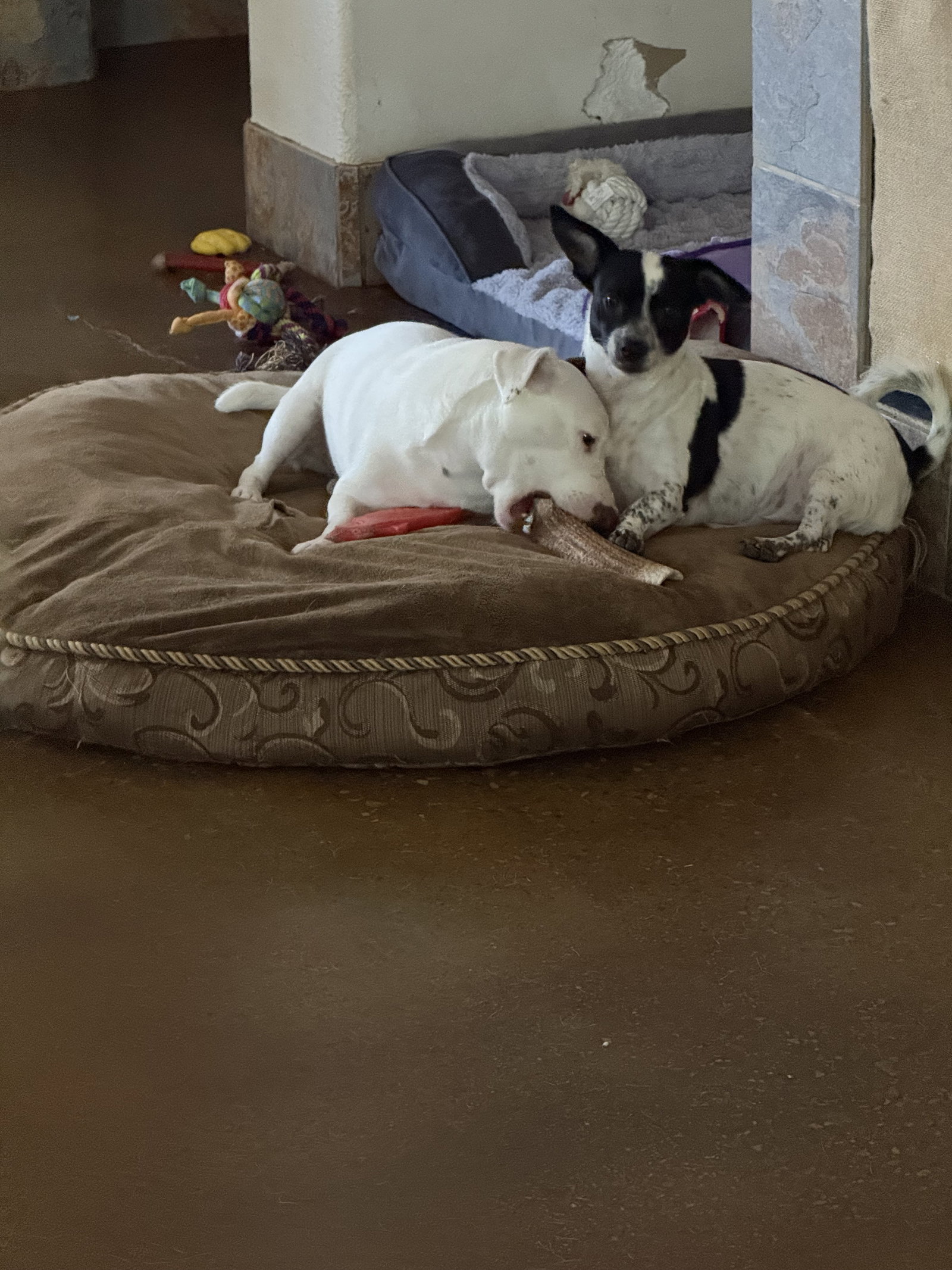 Squeaky, photo 9