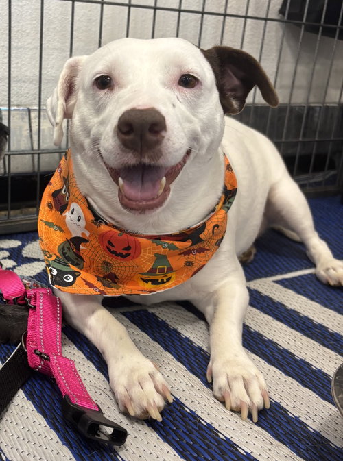 picture of the dog needing adoption