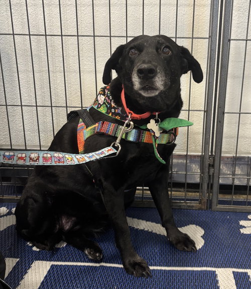 picture of the dog needing adoption