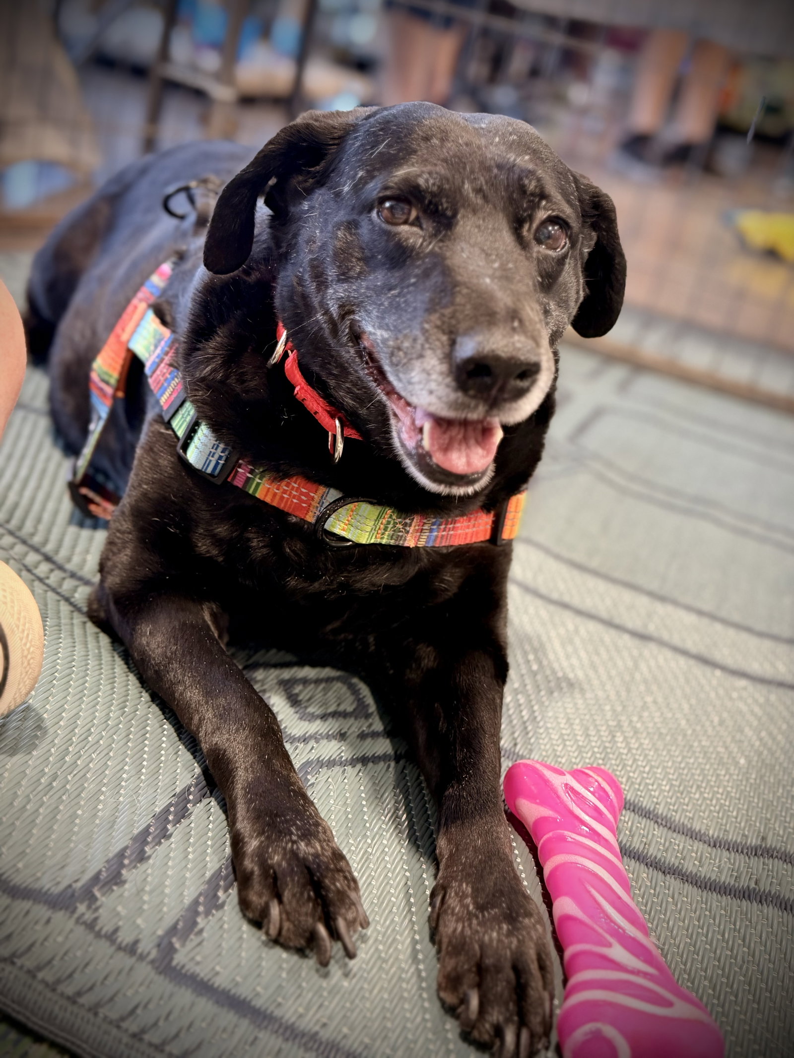 Girlie, Labrador Retriever