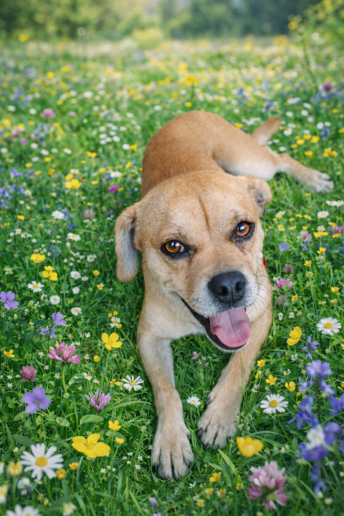 Doug, an adoptable Pug in Phoenix, AZ