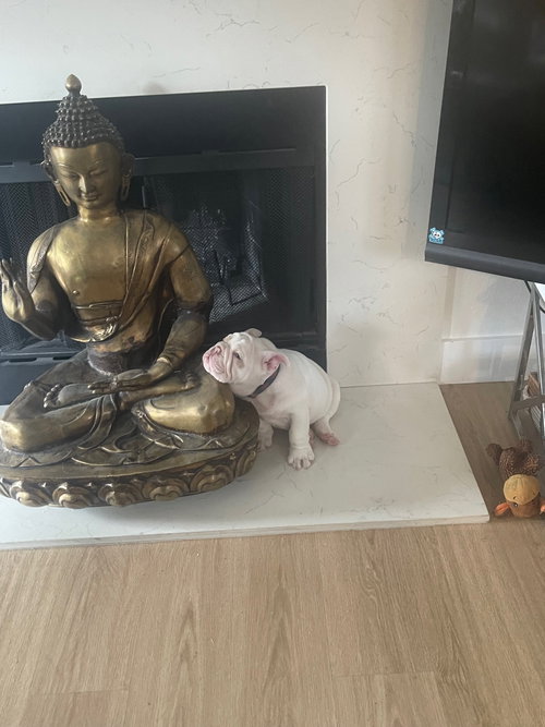 picture of the dog needing adoption