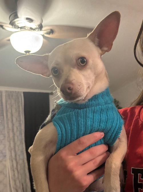 Chantu, an adoptable Chihuahua in Phoenix, AZ
