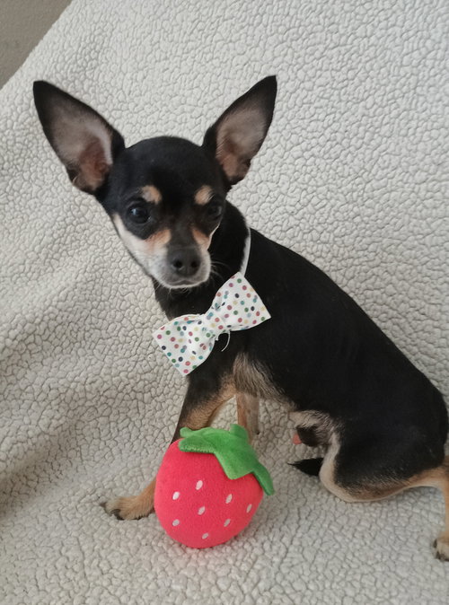 Cosmo, an adoptable Chihuahua in Phoenix, AZ