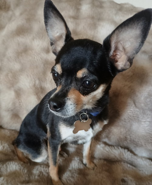 Cosmo