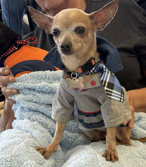 Miso, an adoptable Chihuahua in Phoenix, AZ