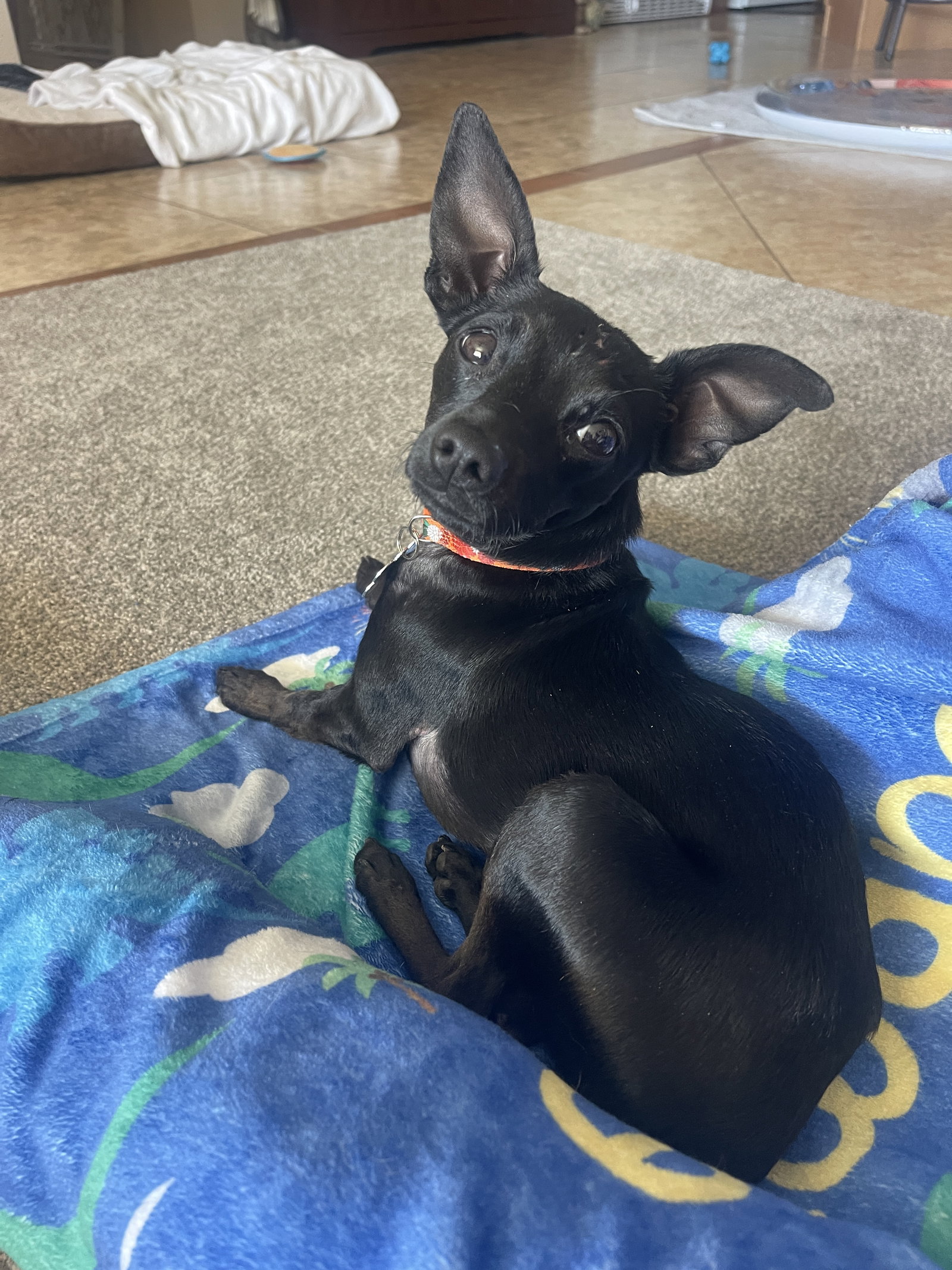Chico Image