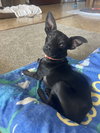 Chico - Photo 1