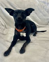 Chico - Photo 2