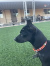Chico - Photo 5