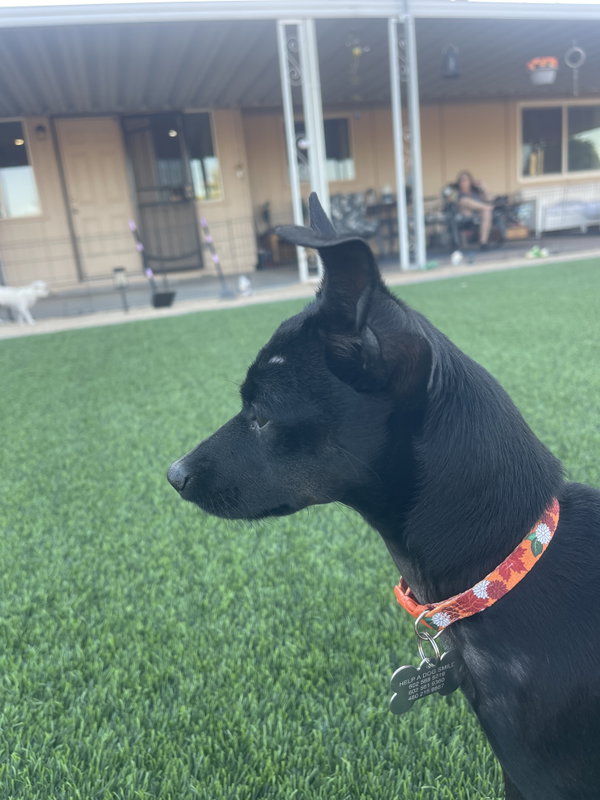 Chico