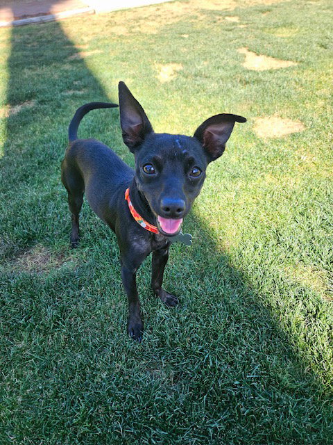 Chico, an adoptable Chihuahua in Phoenix, AZ