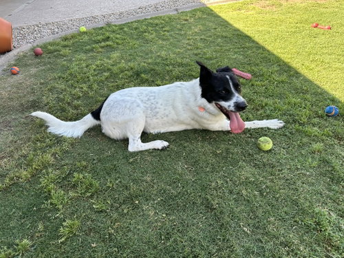 Leo, an adoptable Australian Shepherd in Phoenix, AZ