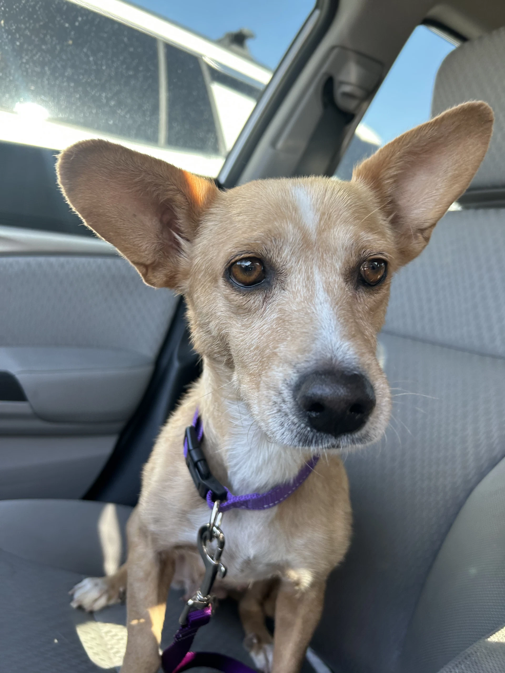 Bea