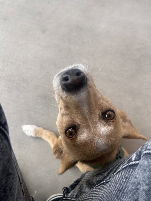 Bea