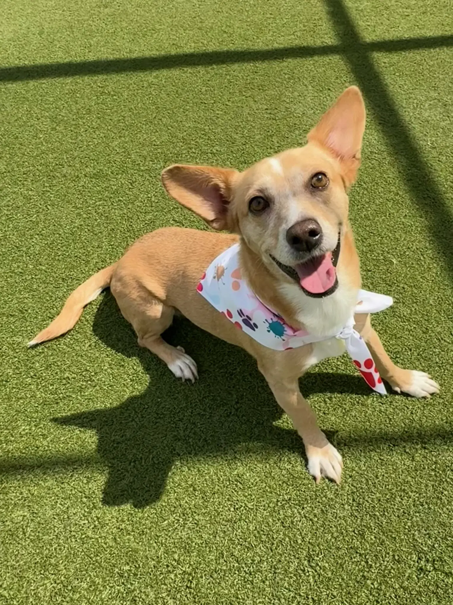 Bea - Chihuahua/Jack Russel/Doxi
