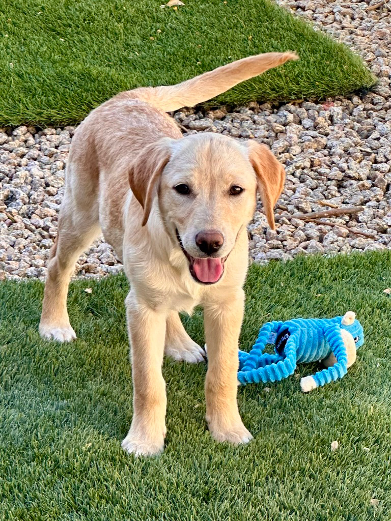 Daisy