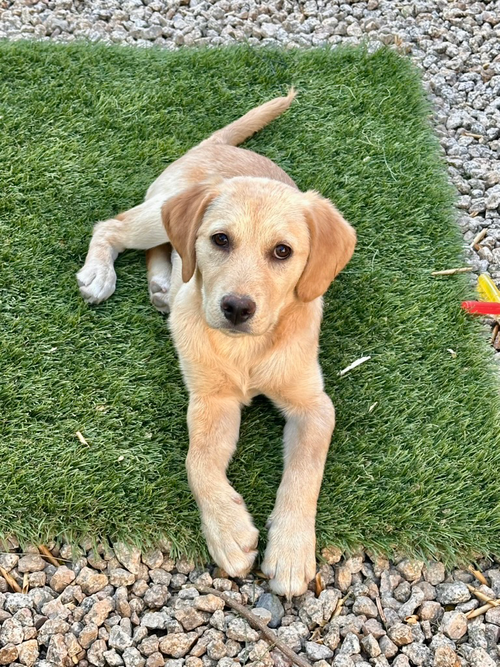 Daisy photo 2