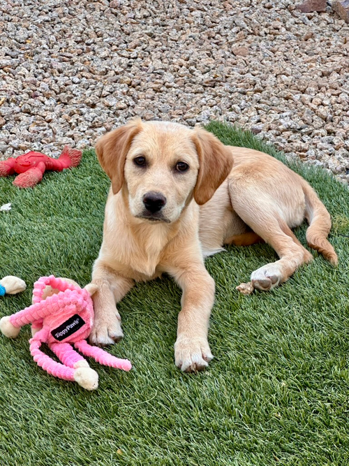 Daisy photo 3