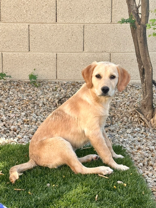 Daisy photo 4