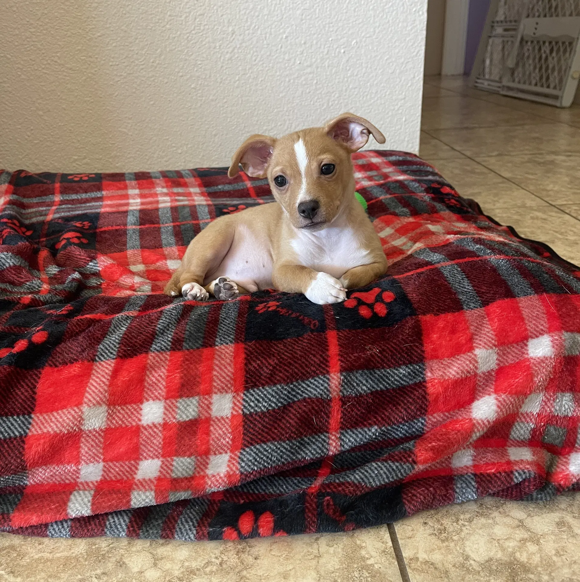 Josh - Chihuahua