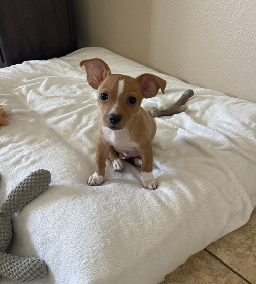 picture of the dog needing adoption