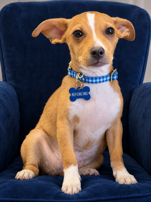 Josh, a dog for adoption from Help A Dog Smile