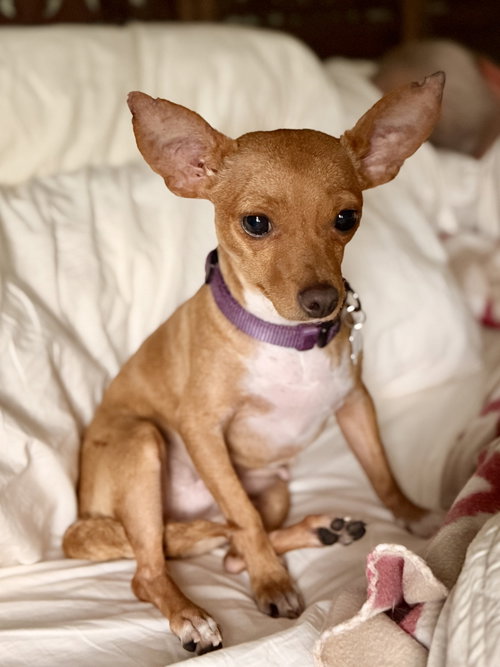 picture of the dog needing adoption
