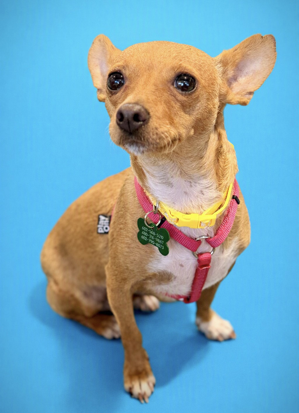 Willow, Chihuahua