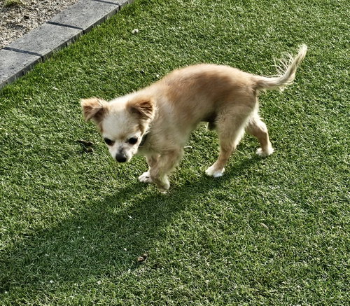 Squiggy, photo 6
