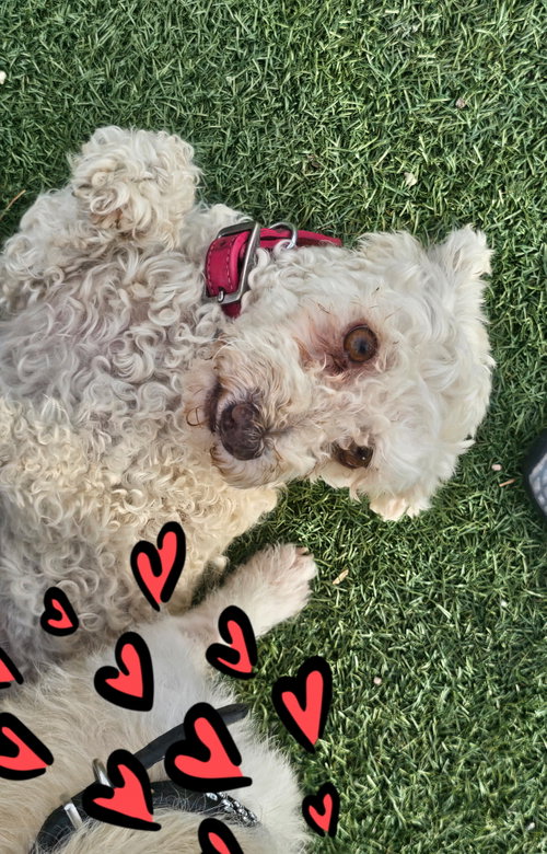 Lucy, an adoptable Poodle in Phoenix, AZ
