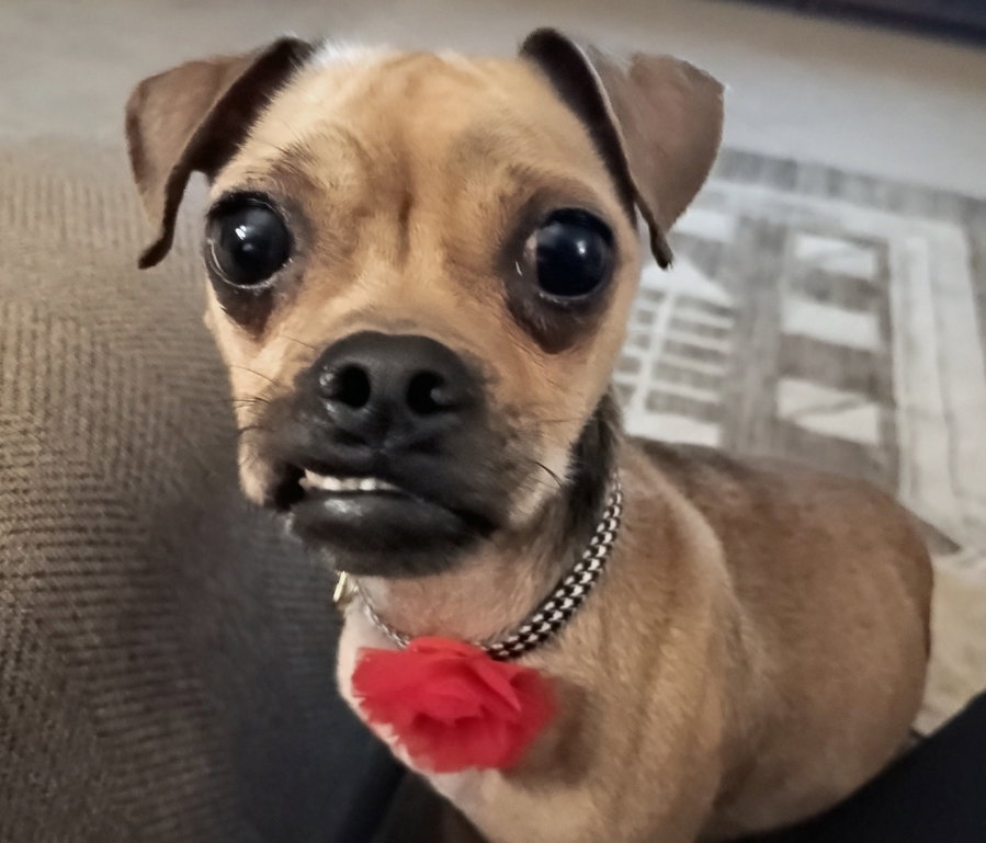 Chiquita Banana