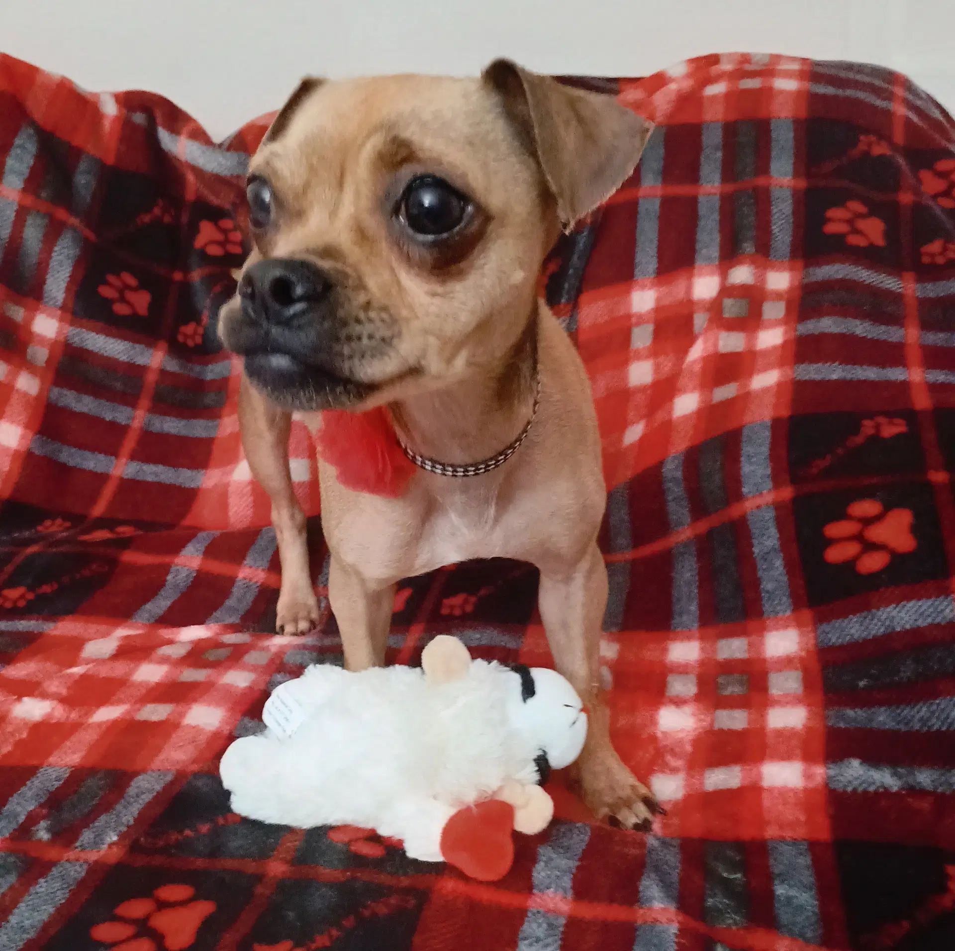 Chiquita Banana - Pug