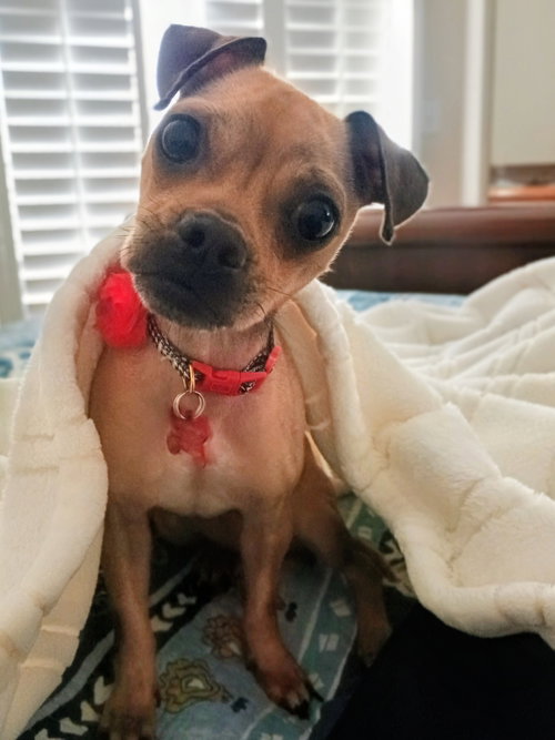 Chiquita Banana, an adoptable Chihuahua in Phoenix, AZ