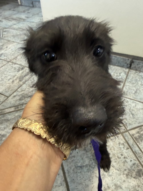 Walter Diego, an adoptable Schnauzer in Phoenix, AZ