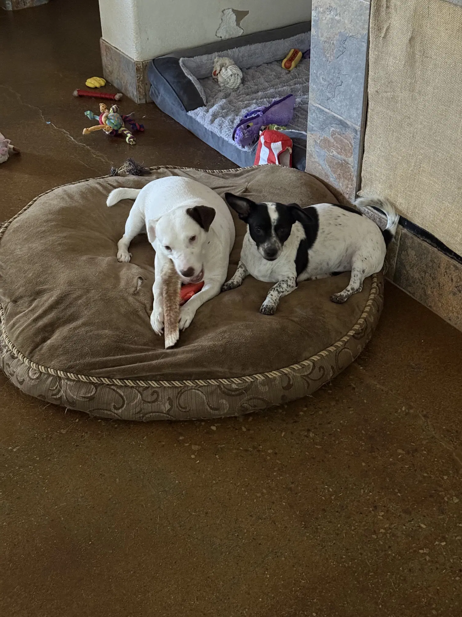 Dynamic Duo - Jack Russell Terrier