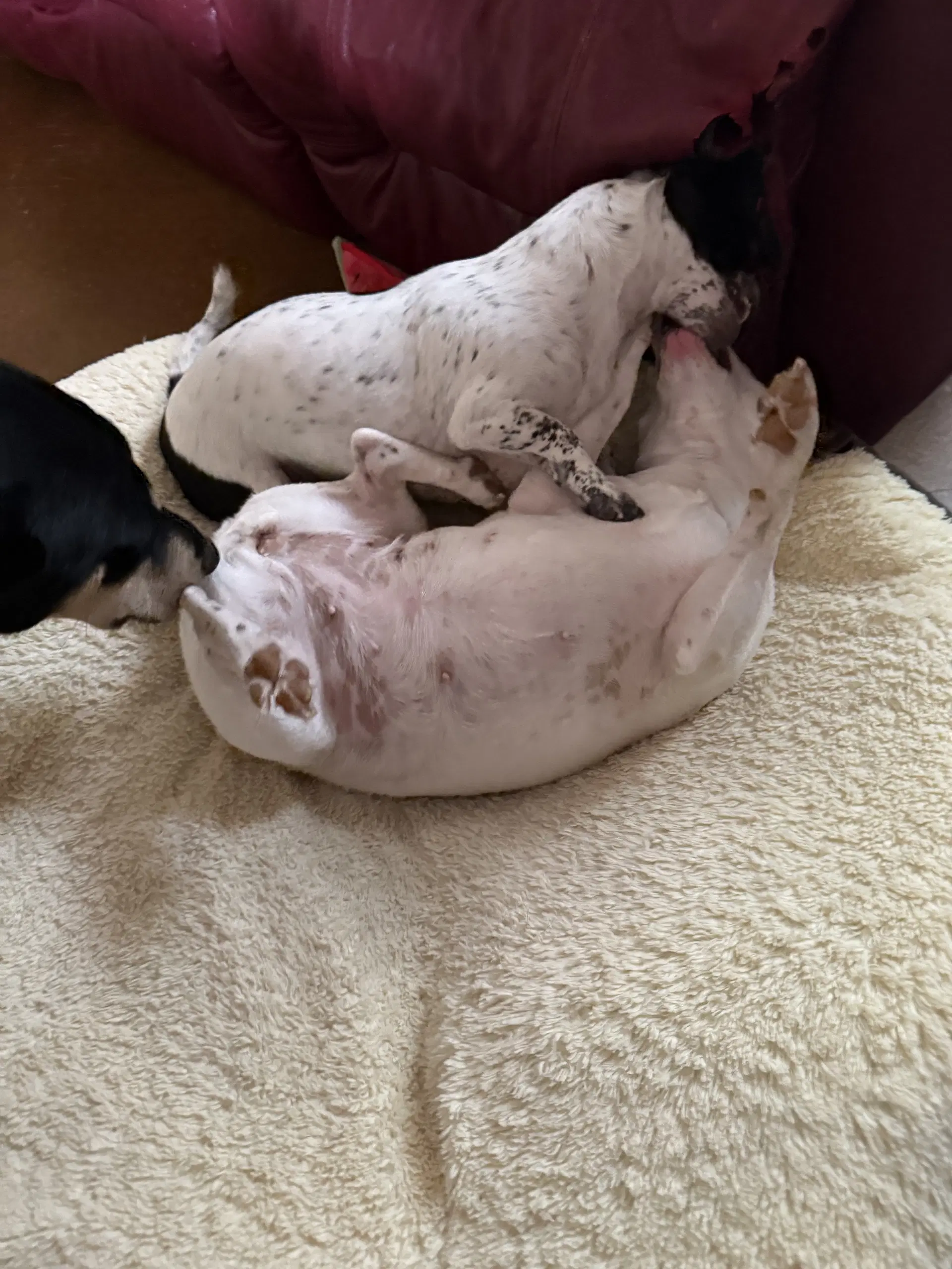 Squeaky  Jordan Bonded Pair image 3