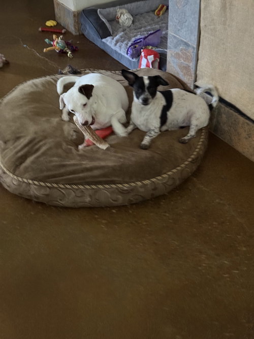 Photo 6 of Squeaky & Jordan (*Bonded Pair*)