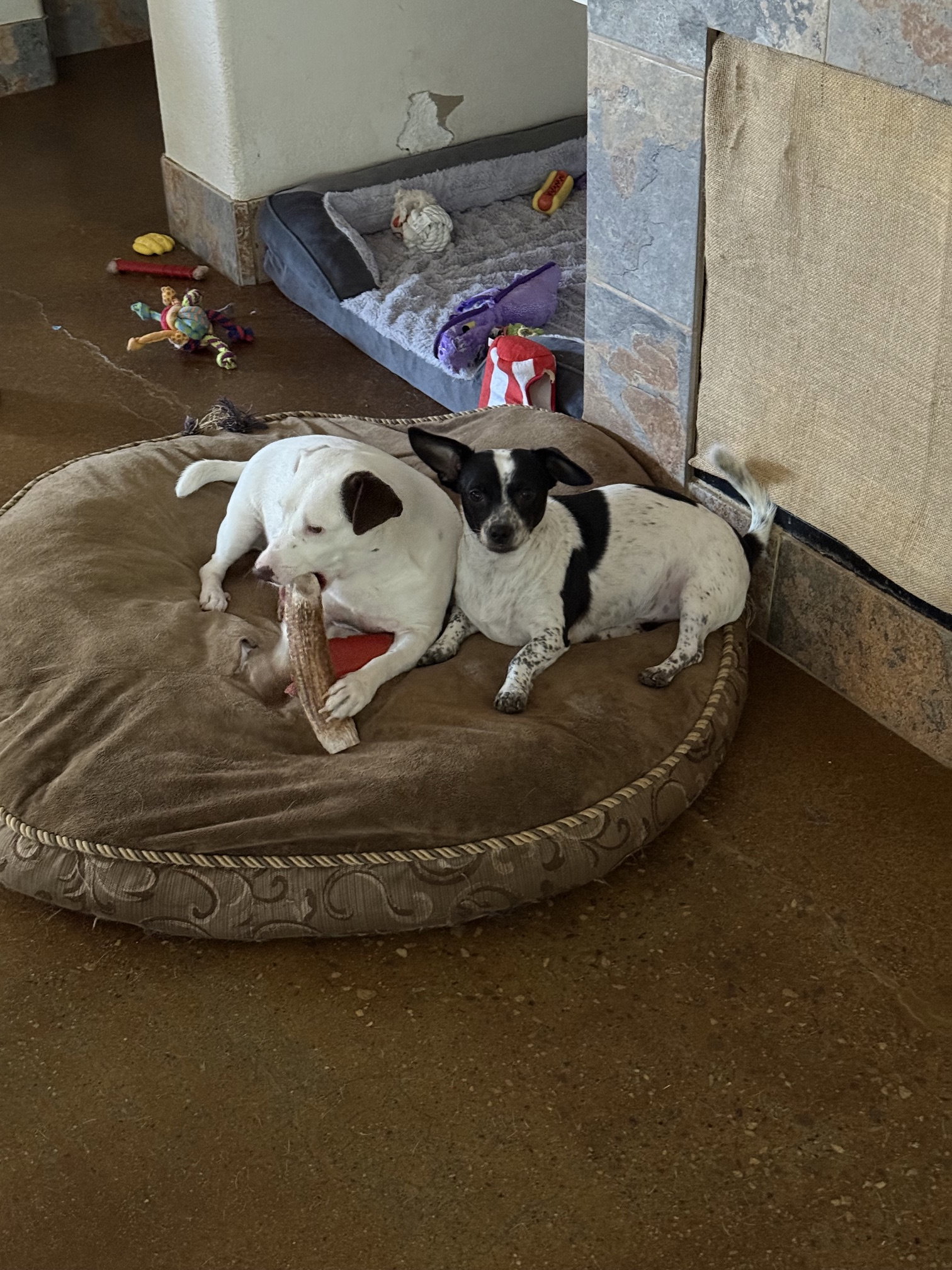 Squeaky & Jordan (*Bonded Pair*), photo 7
