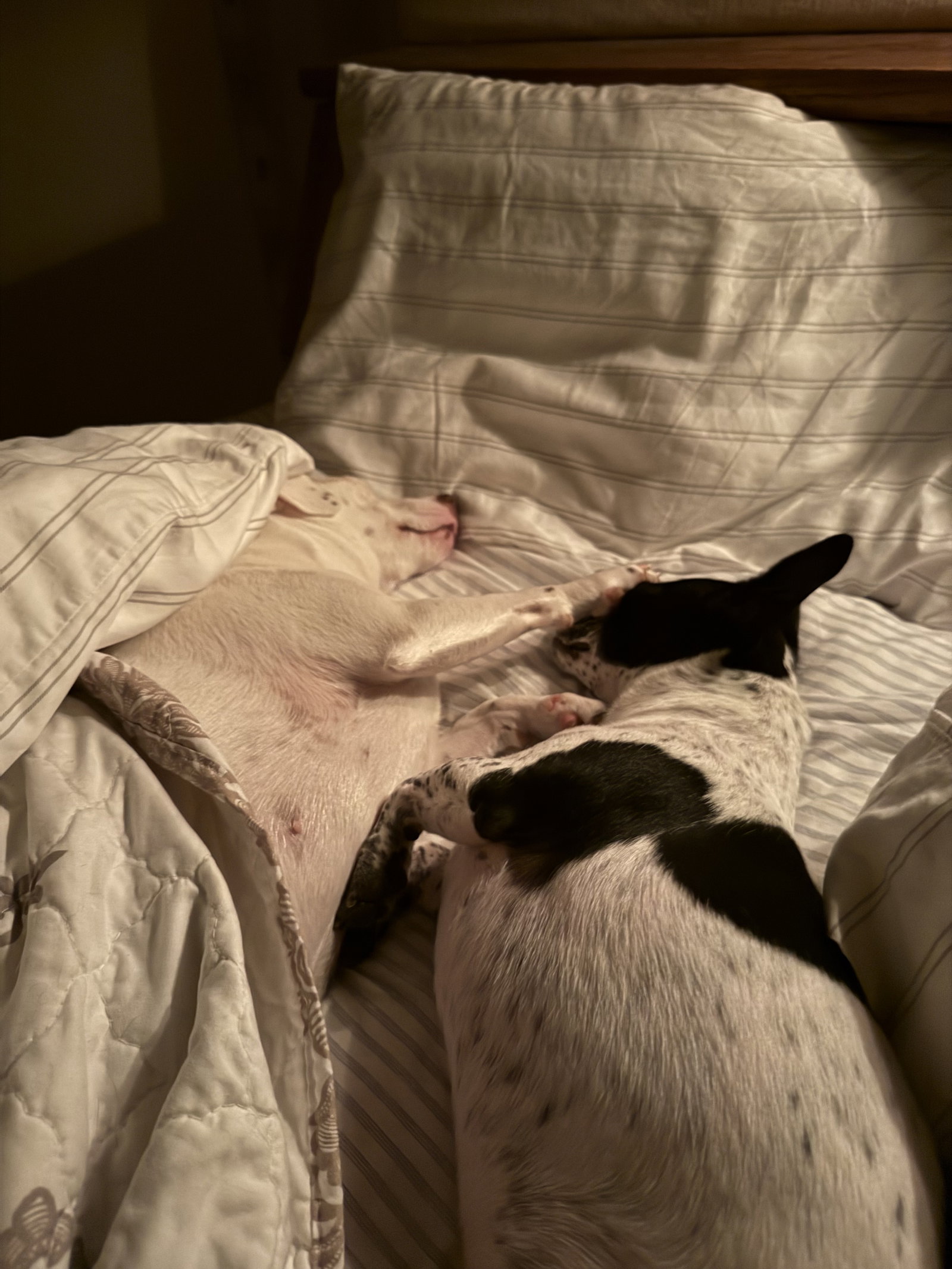 Squeaky & Jordan (*Bonded Pair*), photo 8