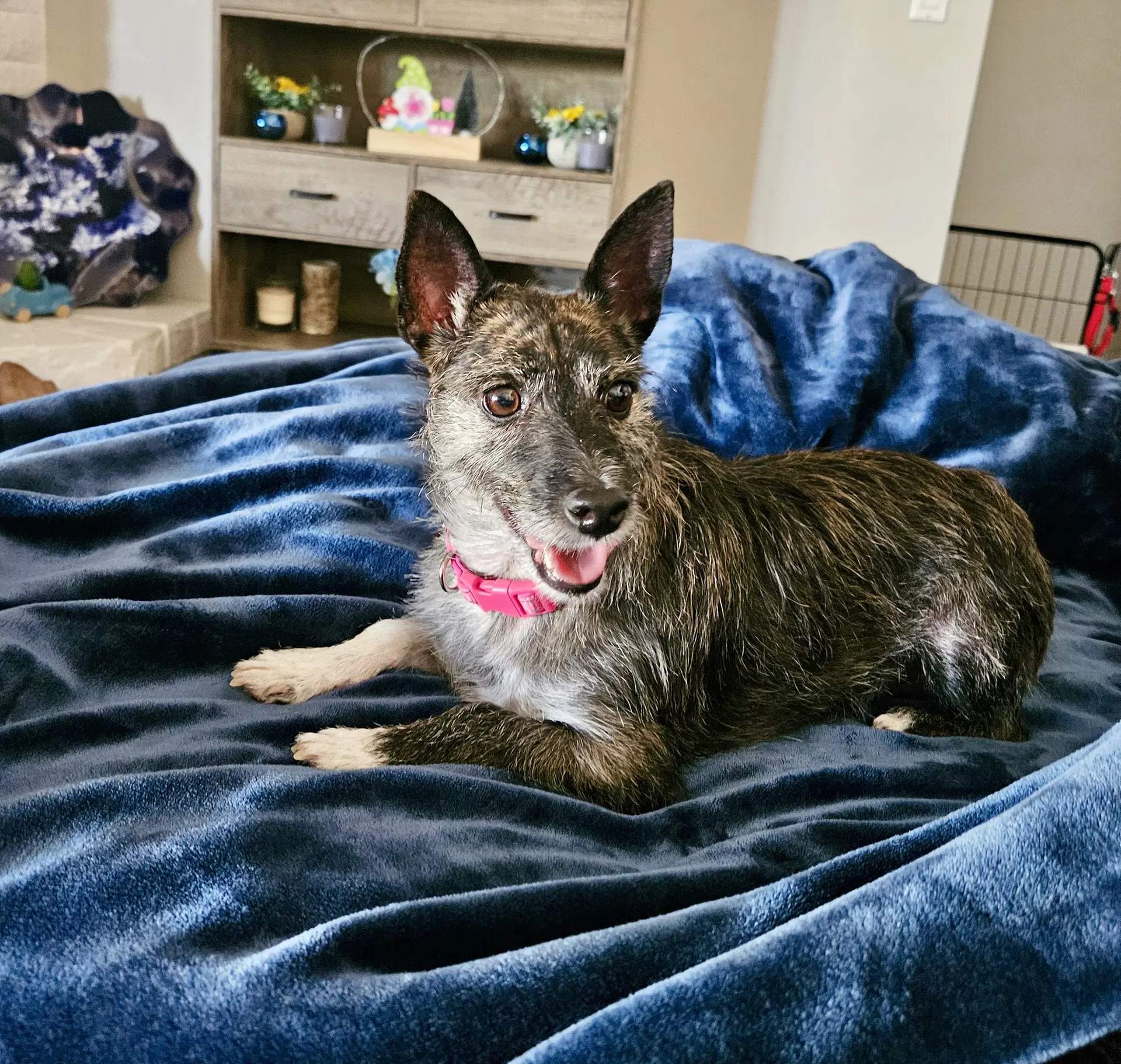 Lexie Courtesy Post - Jack Russell Terrier