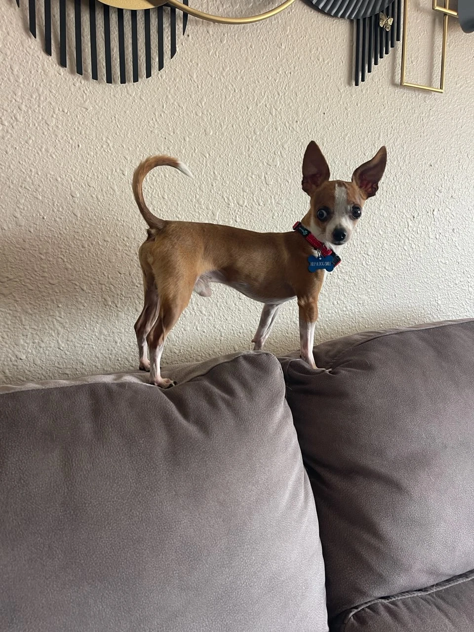 Lentil