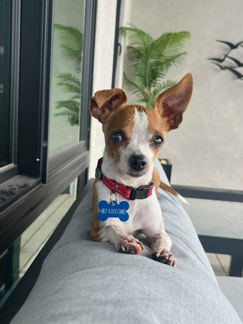 Lentil