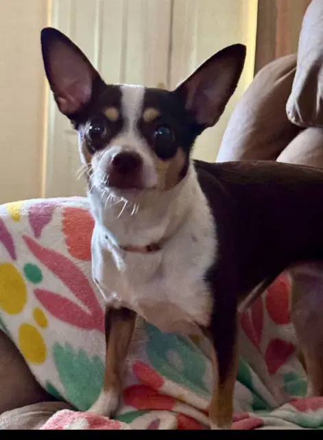 Crystal - Chihuahua