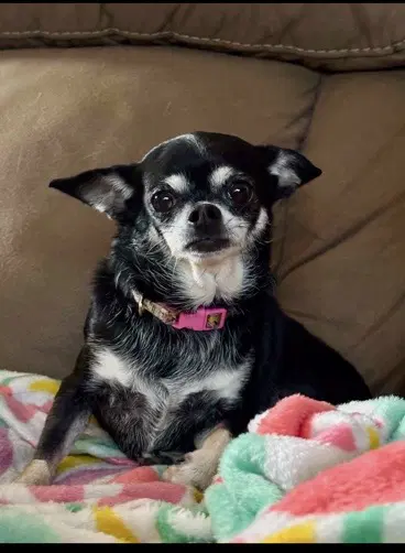 Missy - Chihuahua