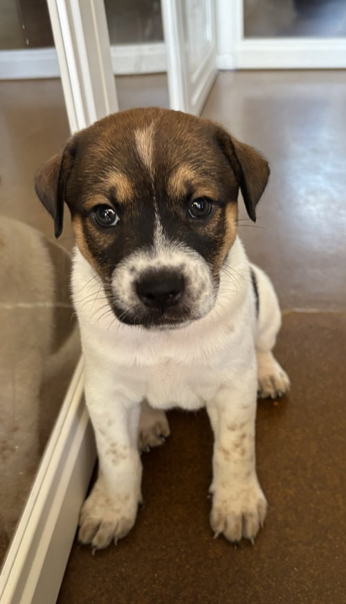 picture of the dog needing adoption