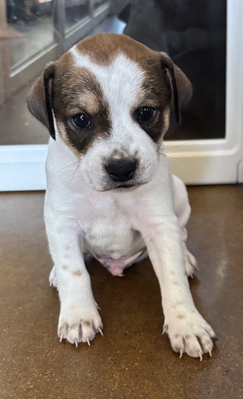 picture of the dog needing adoption
