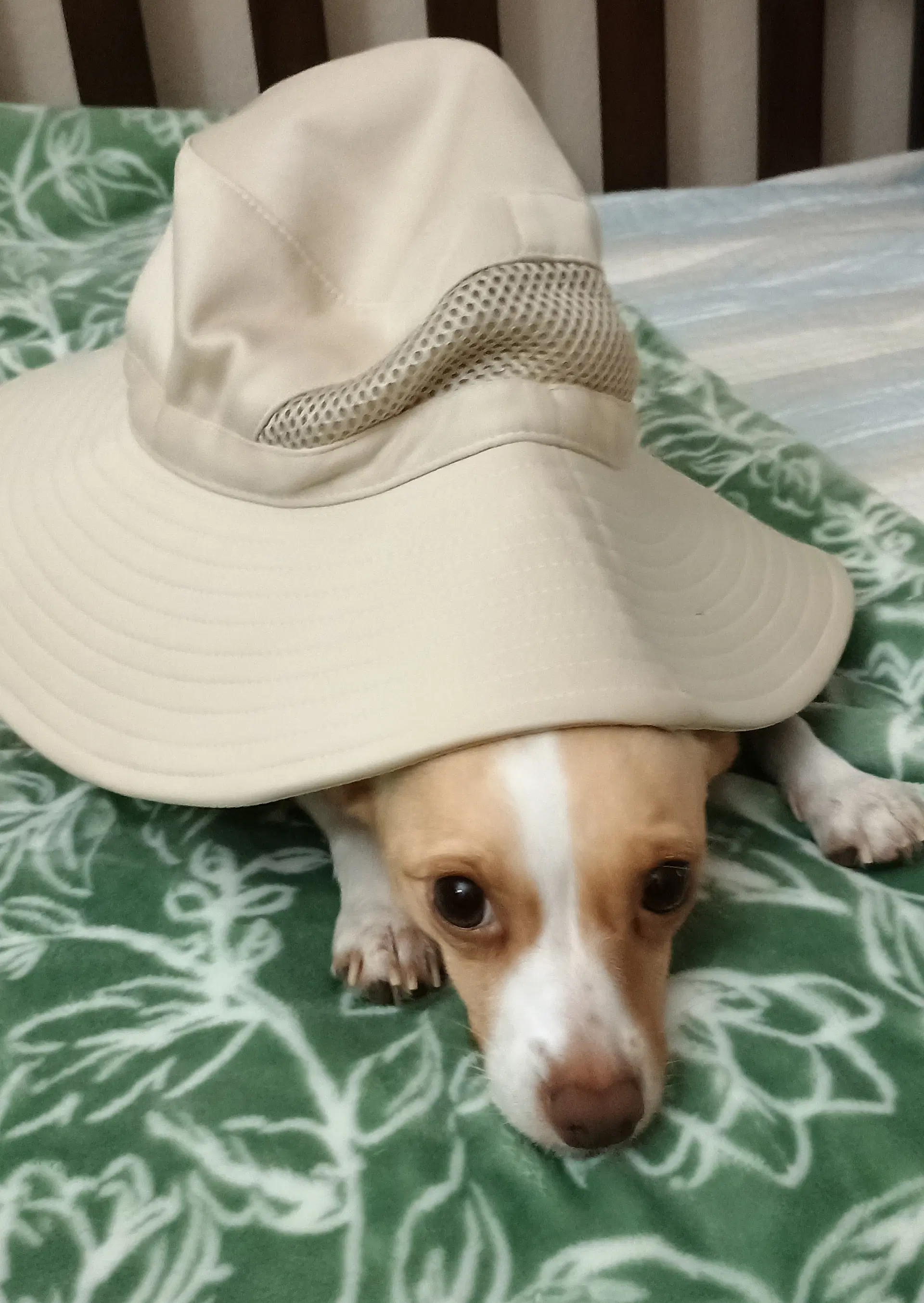 Mango image 2