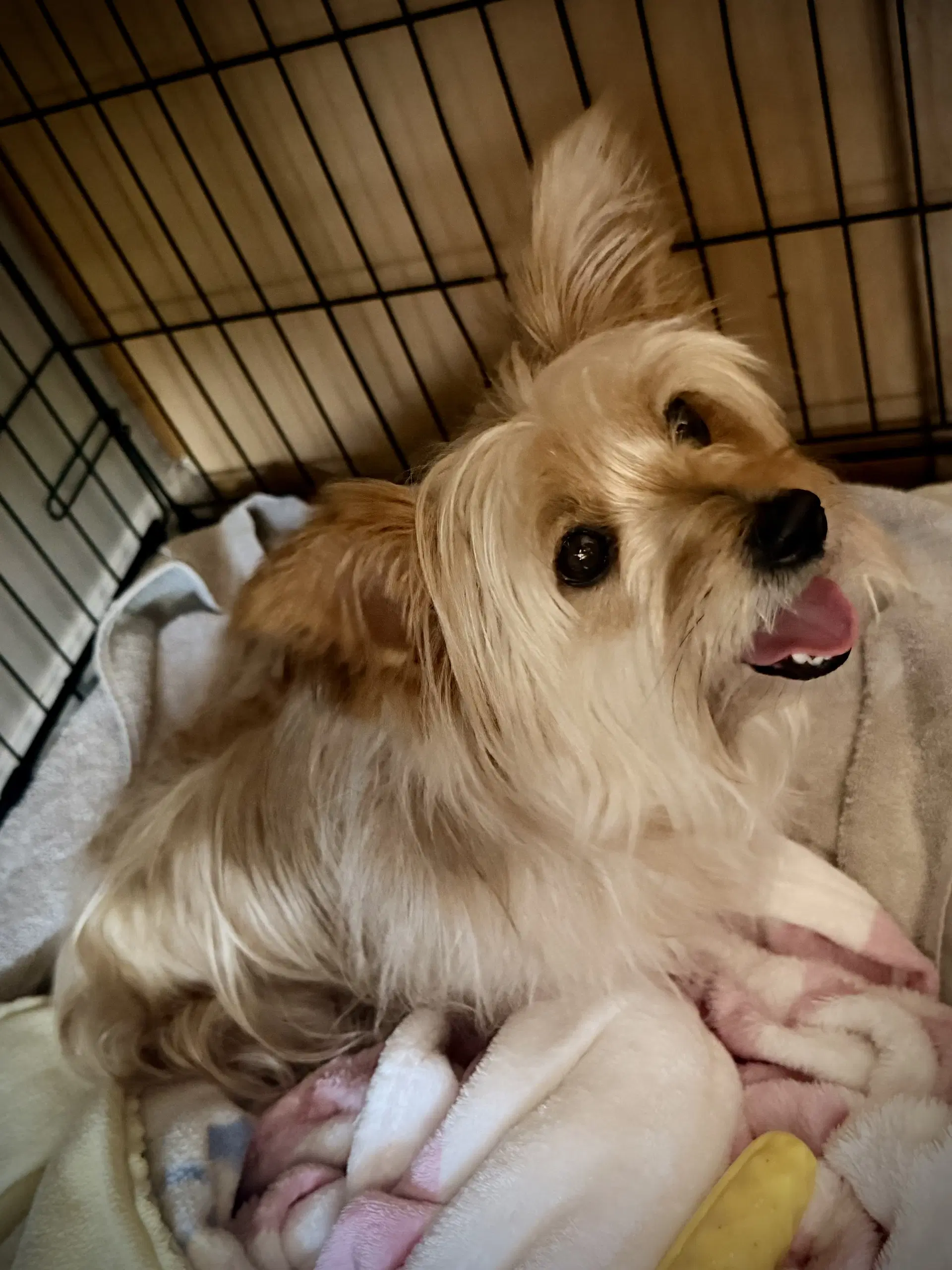 Harley image 3
